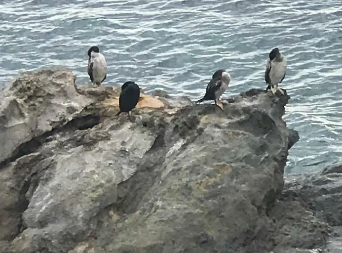 Castell Blau アパート ロザス